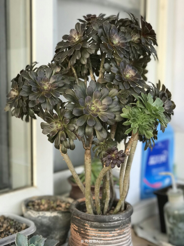 beat365官网|
效果出来了 美国机构使用《GTA》研究游戏与暴力行为的关联(图11) beat·365