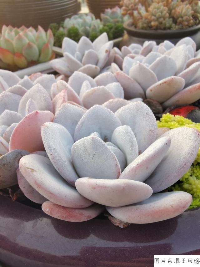 beat·365：前SKT冠军辅助Wolf加盟土耳其豪门