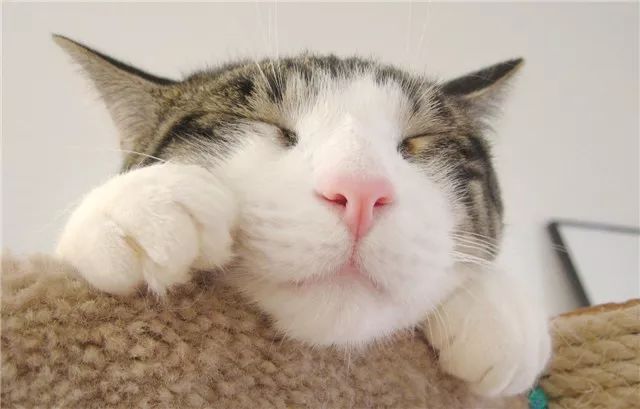 XX凌晨开团 微博怒斥Able心态差只配打LDL：beat365亚洲体育官方网站