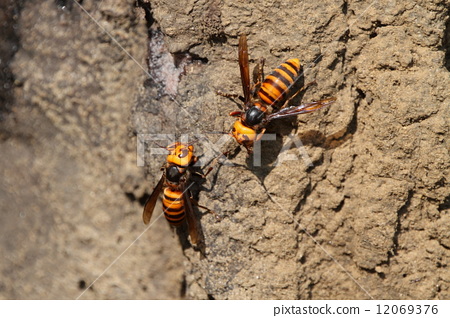 巧用榴莲缓解经痛|beat·365