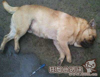 ‘beat365亚洲体育官方网站’张大仙创诸葛亮“跑酷流”，看到上星的胜率，网友直呼：很强势！